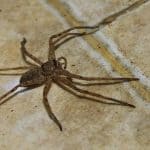 Are Spider Plants Safe For Cats to Eat?