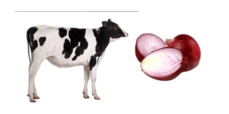 Can Cows Eat Onions