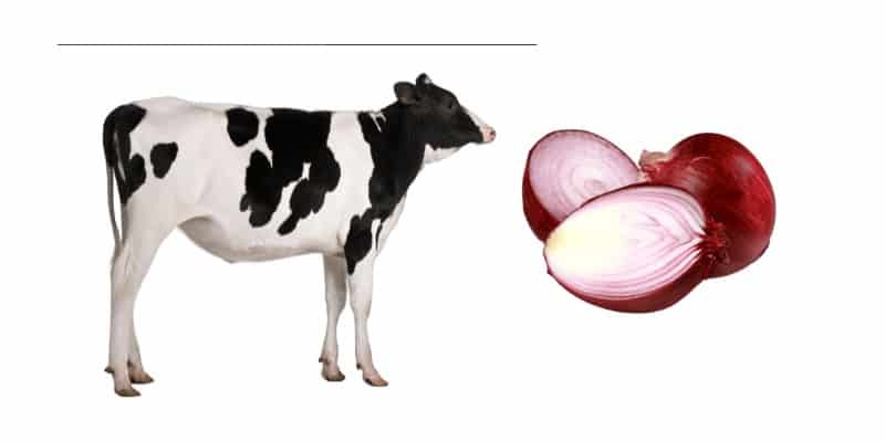 Can Cows Eat Onions