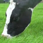 Can Cows Eat Paper