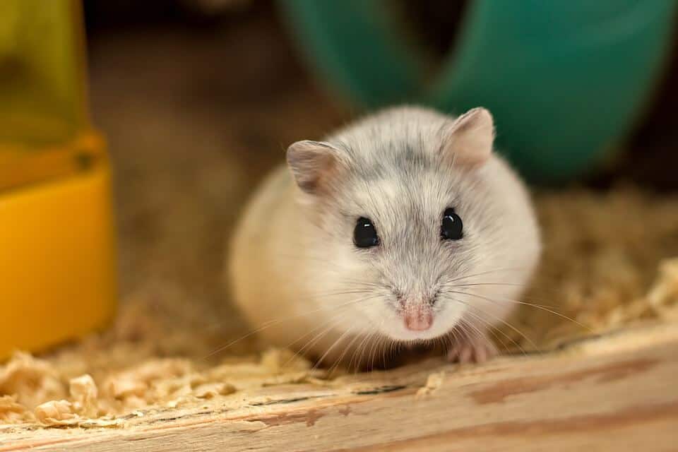 Can Gerbils Eat Meat