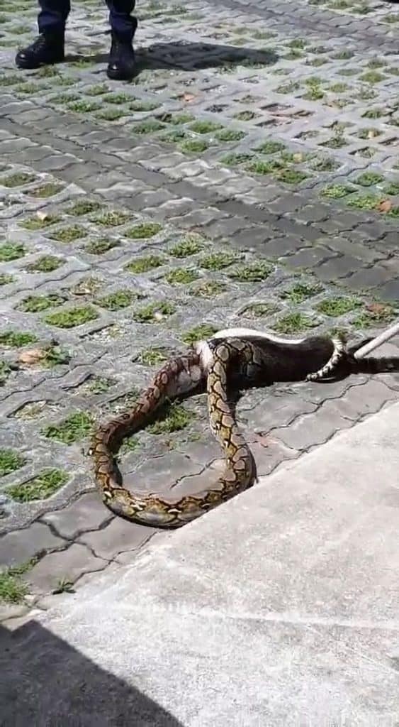 Can a Snake Eat a Cat? Pet Food Guide