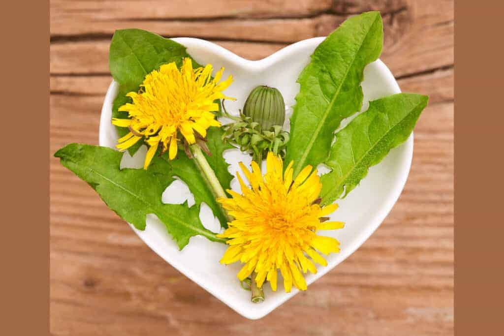 Dandelion Greens For Bearded Dragons Pet Food Guide