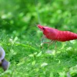 Do Freshwater Fish Eat Shrimp