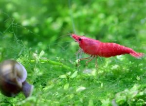 Do Freshwater Fish Eat Shrimp