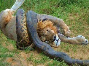 Do Lions Eat Snakes