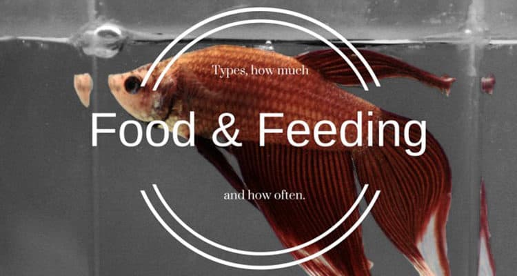 What Types of Food Should You Feed Tropical Fish Betta Food?