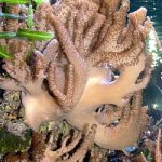 Feeding Soft Corals Correctly