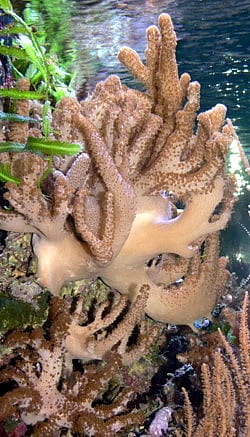 Feeding Soft Corals Correctly