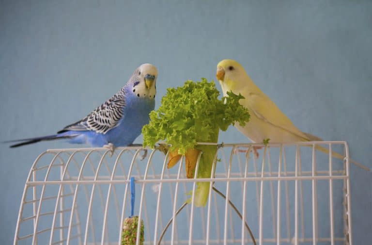 Feeding Your Parakeet a Nutritious Diet