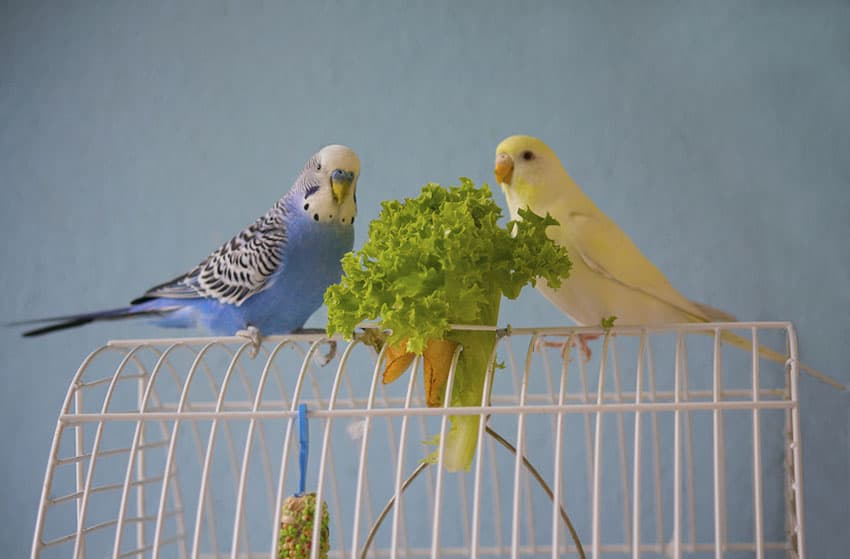 Feeding Your Parakeet a Nutritious Diet