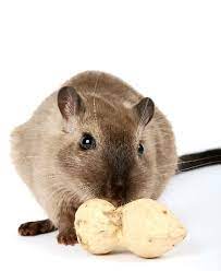 Foods Gerbils Can Eat