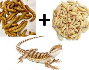 Giant Mealworms For Bearded Dragons