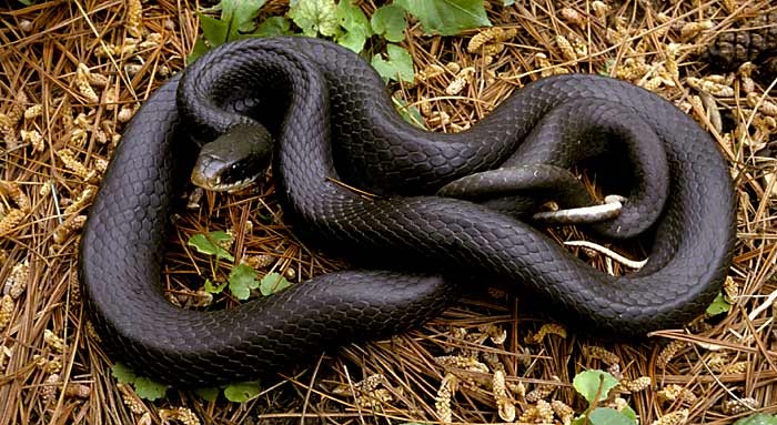 Black Rat Snake Food For Rat Snakes