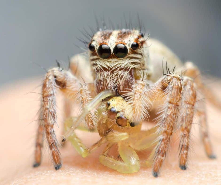 What Do Little Spiders Eat?