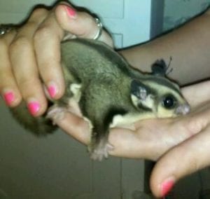 How Much Should I Feed My Sugar Glider?