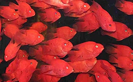 How to Care For Blood Parrot Cichlids