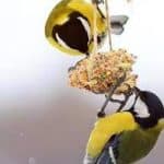 How to Choose the Best Wild Bird Food