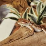 How to Properly Feed a Hatchling Bearded Dragon