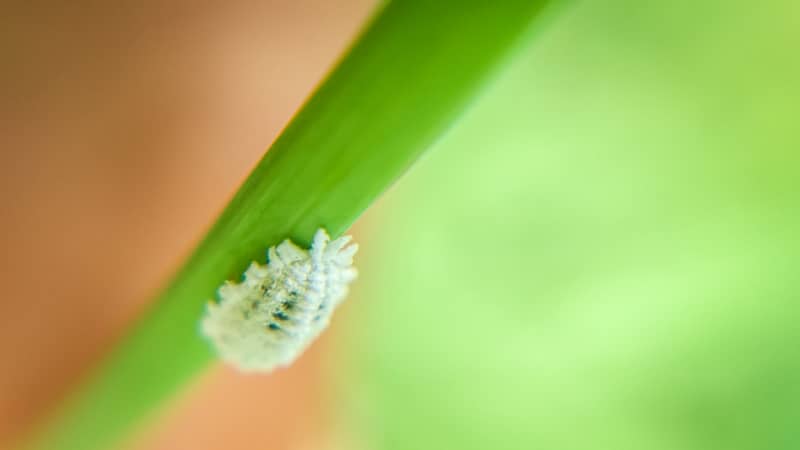 Is Something Eating My Spider Plant