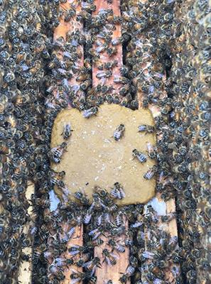 Feed Bees With a Bee Pollen Substitute