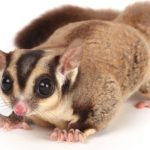 Sugar Glider Diet Types