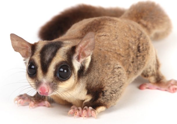Sugar Glider Diet Types