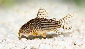 The Benefits of Corydoras Pellets