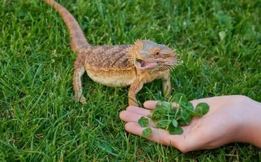 Things to Feed a Bearded Dragon