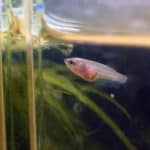 Top 3 Types of Fish Food For Bottom Feeders Top 3 Types of Fish Food For Bottom Feeders