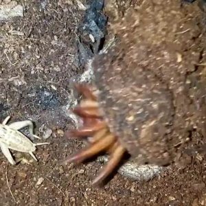 Trapdoor Spider Eats Crickets