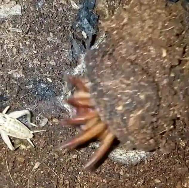 Trapdoor Spider Eats Crickets