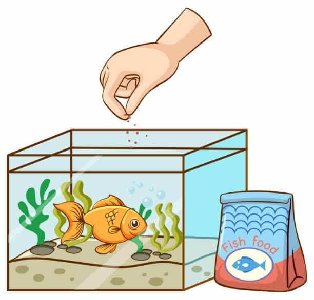 The Nutritional Value of Different Types of Catfish Food