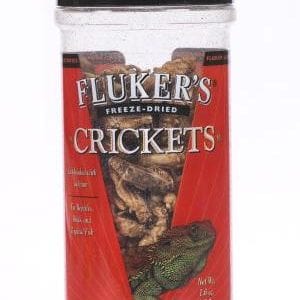 Crickets For Your Bearded Dragon