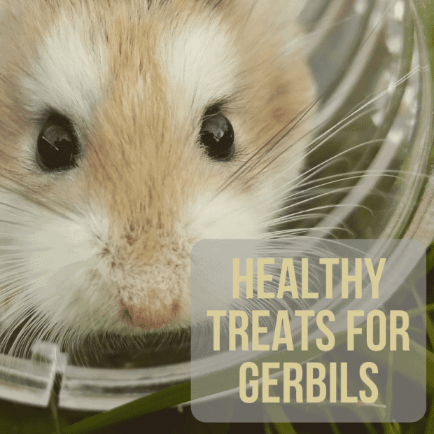 Vegetables For Gerbils
