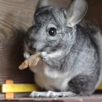 What Can I Give My Chinchilla As Treats?