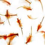 What Can You Feed Brine Shrimp