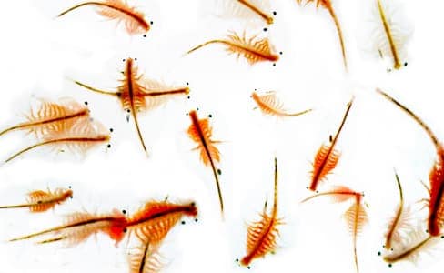 What Can You Feed Brine Shrimp