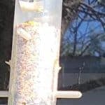 What Do Freshwater Shrimp Eat?