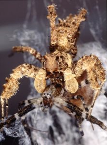 What Do Jumping Spiders Eat