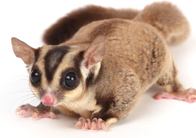 What Do Pet Sugar Gliders Eat