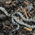 What Do Rat Snakes Eat