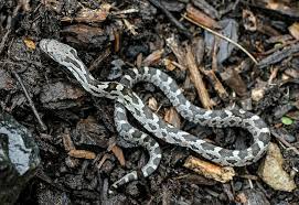 What Do Rat Snakes Eat