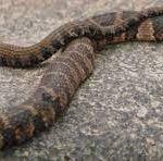 What Do Water Snakes Eat