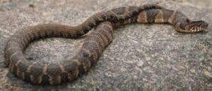 What Do Water Snakes Eat