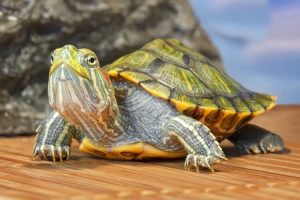 What Does Red Slider Turtles Eat