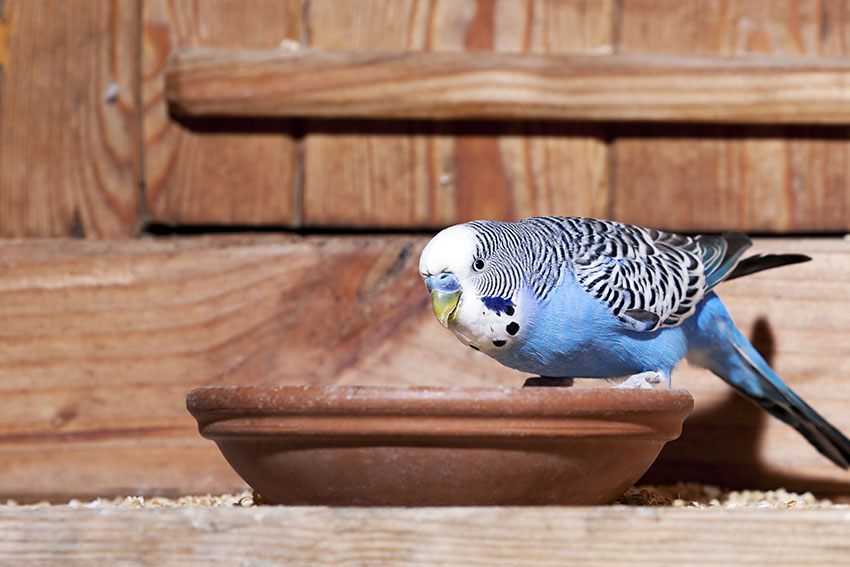 What Fruits Do Parakeets Eat