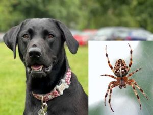 What Happens If My Dog Eats a Spider