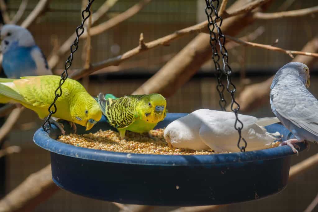 What Seeds Do Parakeets Eat