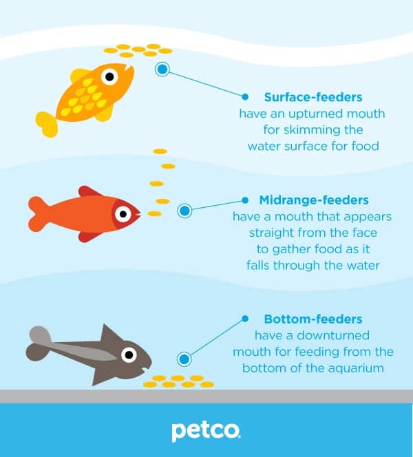 What Type of Tropical Aquarium Food Should You Use